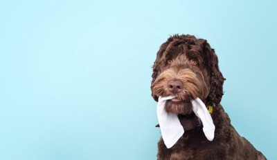 靴下をくわえる犬