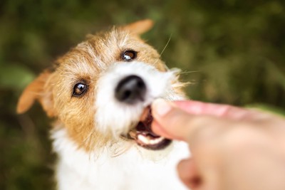 おやつをもらう犬