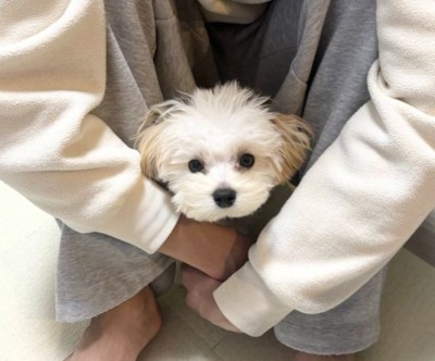 パパさん