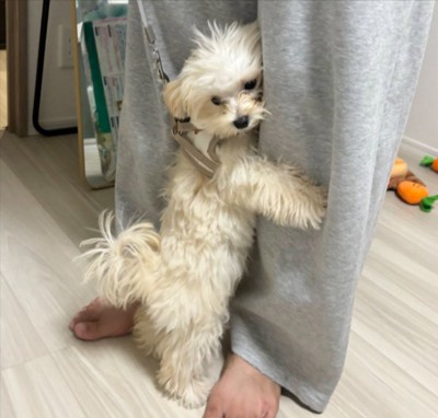 人間の子供