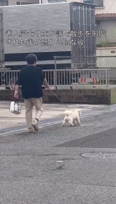 駆け足で散歩道を走る犬