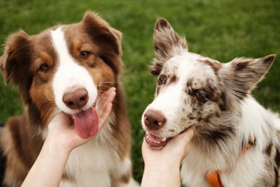 手に顎をのせる2匹の犬