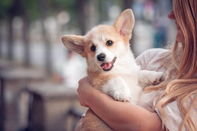 子犬を抱っこ