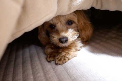 コタツに入る小型犬
