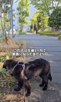 散歩満喫中
