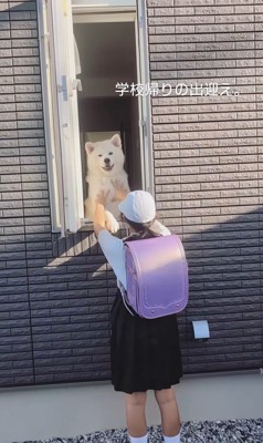 秋田犬のお見送りとお出迎え5