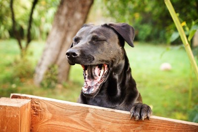 あくびをする犬