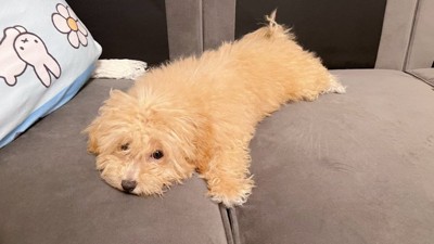 ぺたん