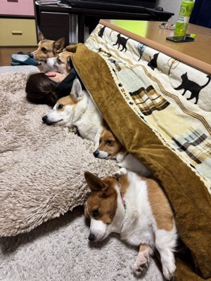 冬の