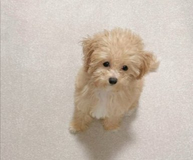 パパ視点
