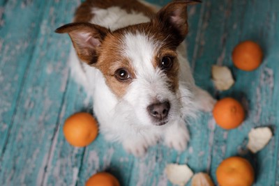 床に散らばったみかんと犬