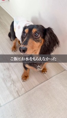 洋服を着せてもらった犬