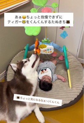 チラチラとおもちゃをチェック