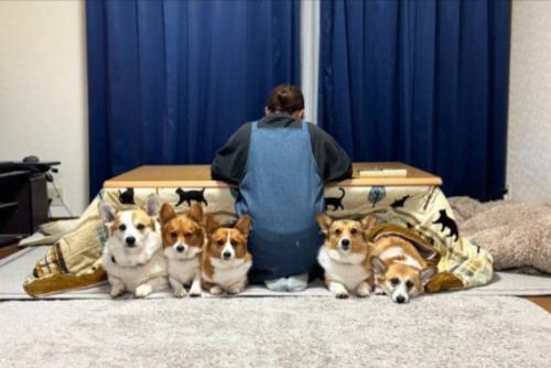 コタツ