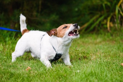 吠え続ける犬