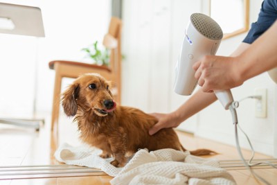 ドライヤーで体を乾かされる犬