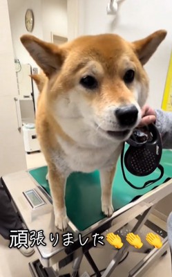 ドヤ顔のあーちゃん