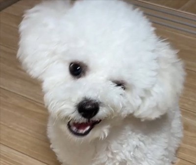 奥歯に何か