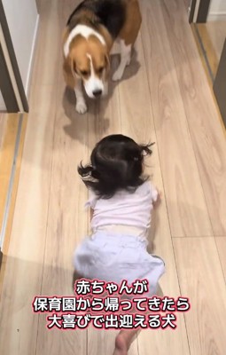 赤ちゃんを出迎えるまめたくん
