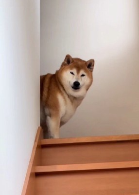 「お前かよ…」