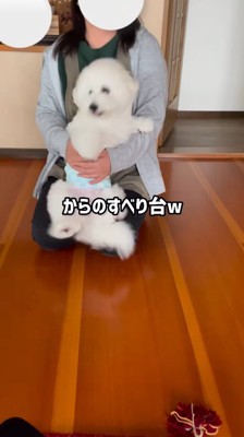 女性の膝に座る犬