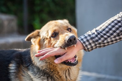人の手のひらに噛みつく犬