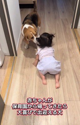 お出迎えするまめたくん