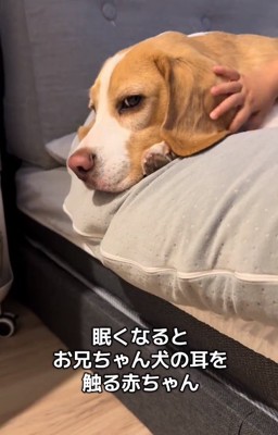 横目で確認するいさきくん
