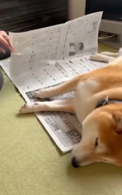 新聞を読みたいおばあちゃん