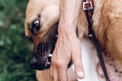 手に噛みつく犬の顔