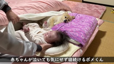 静かに見守るポメくん