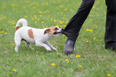 ズボンの裾に噛み付く犬