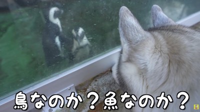 「これは魚?鳥?」