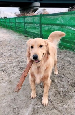 木の棒のおもちゃをくわえて立っている犬