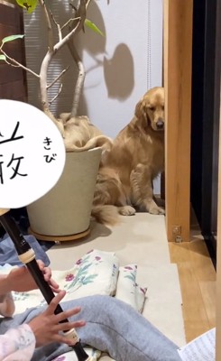 外れた音に反応するならちゃん