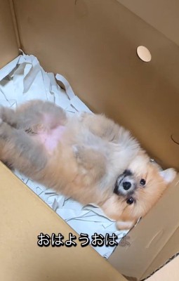 「ここが新しい家か…」