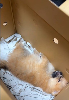 箱の中で熟睡!!