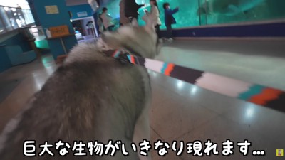 大きなアザラシさん!!