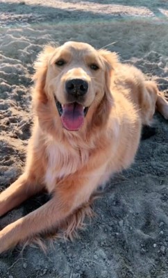 砂地でリラックスしている犬