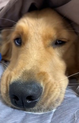 布団の中で眠そうな犬のアップ