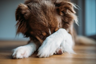 不安そうに顔をかく犬