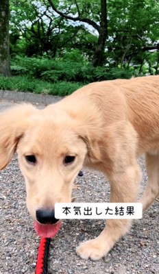 舌を出している犬