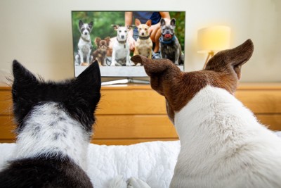 テレビを見ている犬