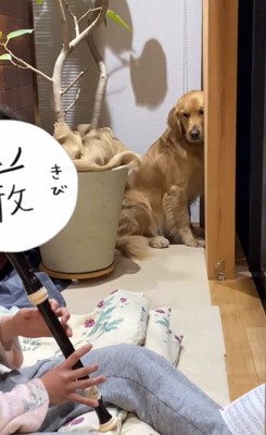 ゴールデンレトリバーのならちゃん