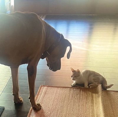 新人子猫