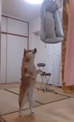 立ち上がる柴犬