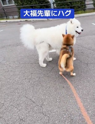 ハグしようとするぽんたくん