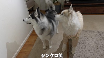 「誰か来たよ?」