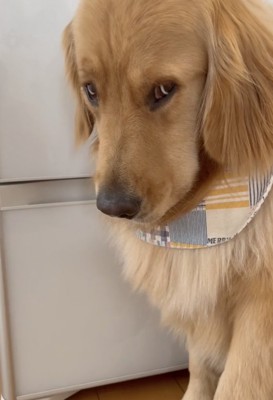 「ほんとに行くの…？」