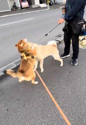 正面から抱きつくぽんたくん